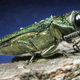 This undated file photo provided by the Minnesota Department of Natural Resources shows an adult emerald ash borer. The insect that could threaten one of South Dakota's most populous tree species moved even closer to the state in the past year. The emerald ash borer last year was found in Union County in southwestern Iowa, as well as in Boulder, Colo. South Dakota State University forestry expert John Ball said he thinks the Asian beetle will be found in South Dakota within five years. (AP Photo/Minnesota Department of Natural Resources